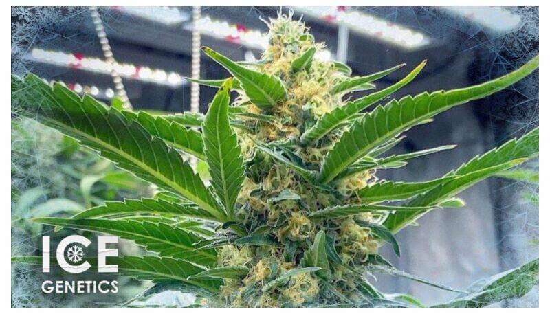 Bruce Banner Auto, Фасовка: 10